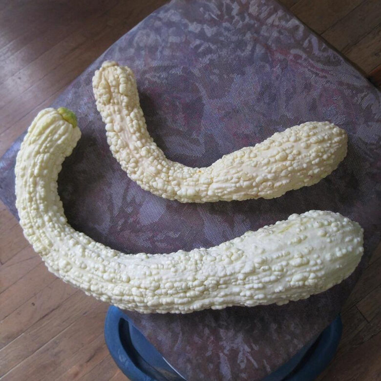 Ķirbis 'White Crookneck'